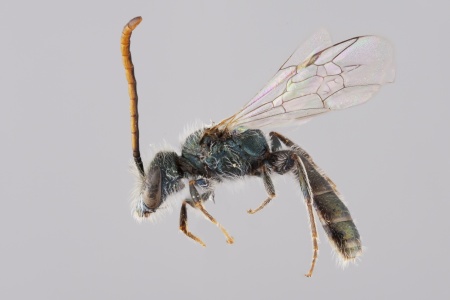 [Halictillus verissimus male (lateral/side view) thumbnail]